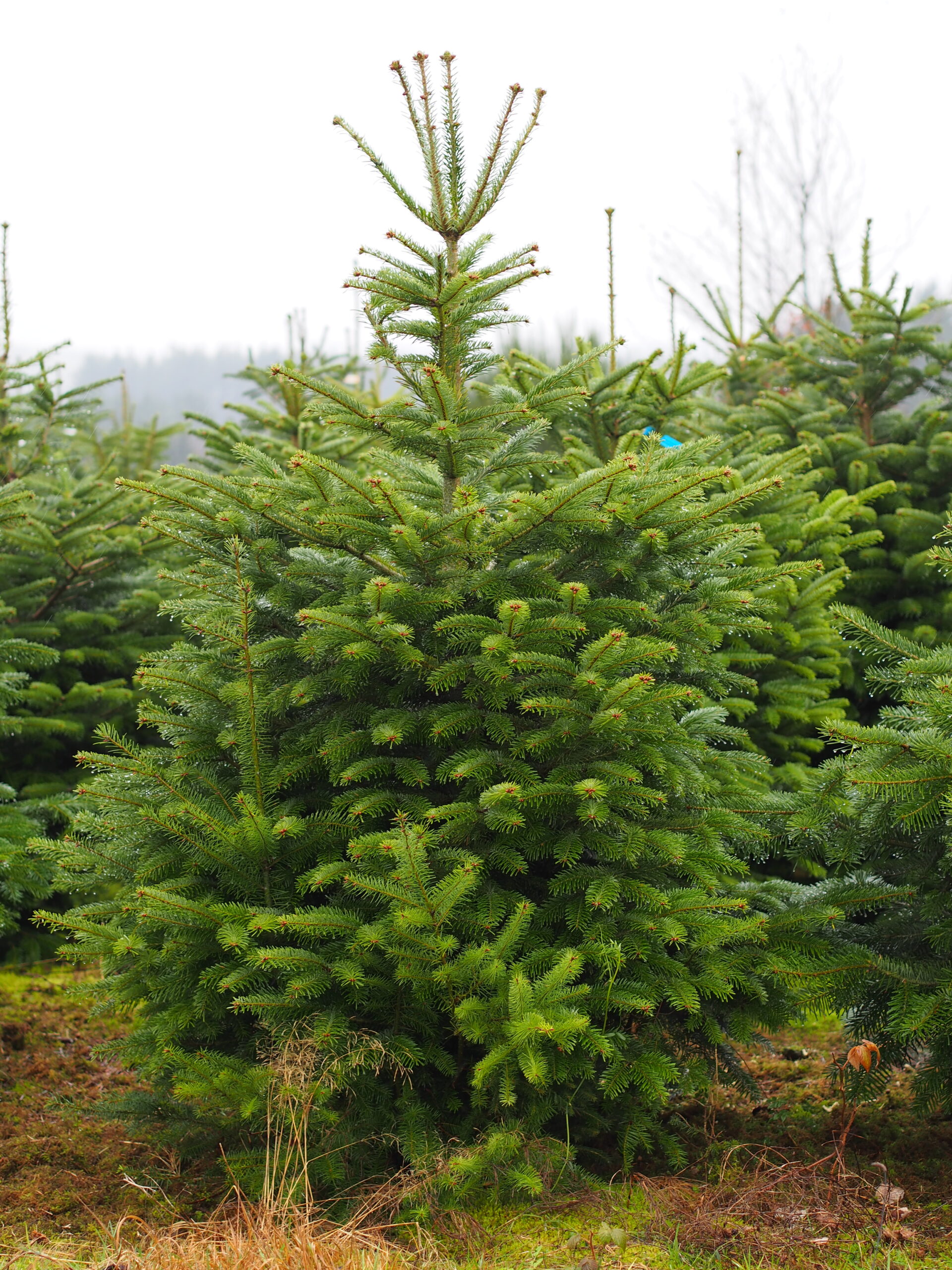 Sapin de Noël bio & belge – Image 5