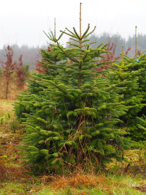 Sapin de Noël bio & belge