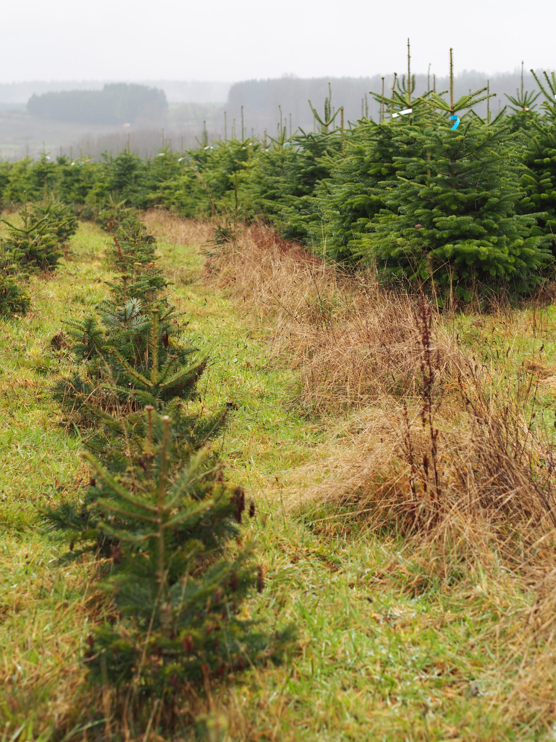 Sapin de Noël bio & belge – Image 7