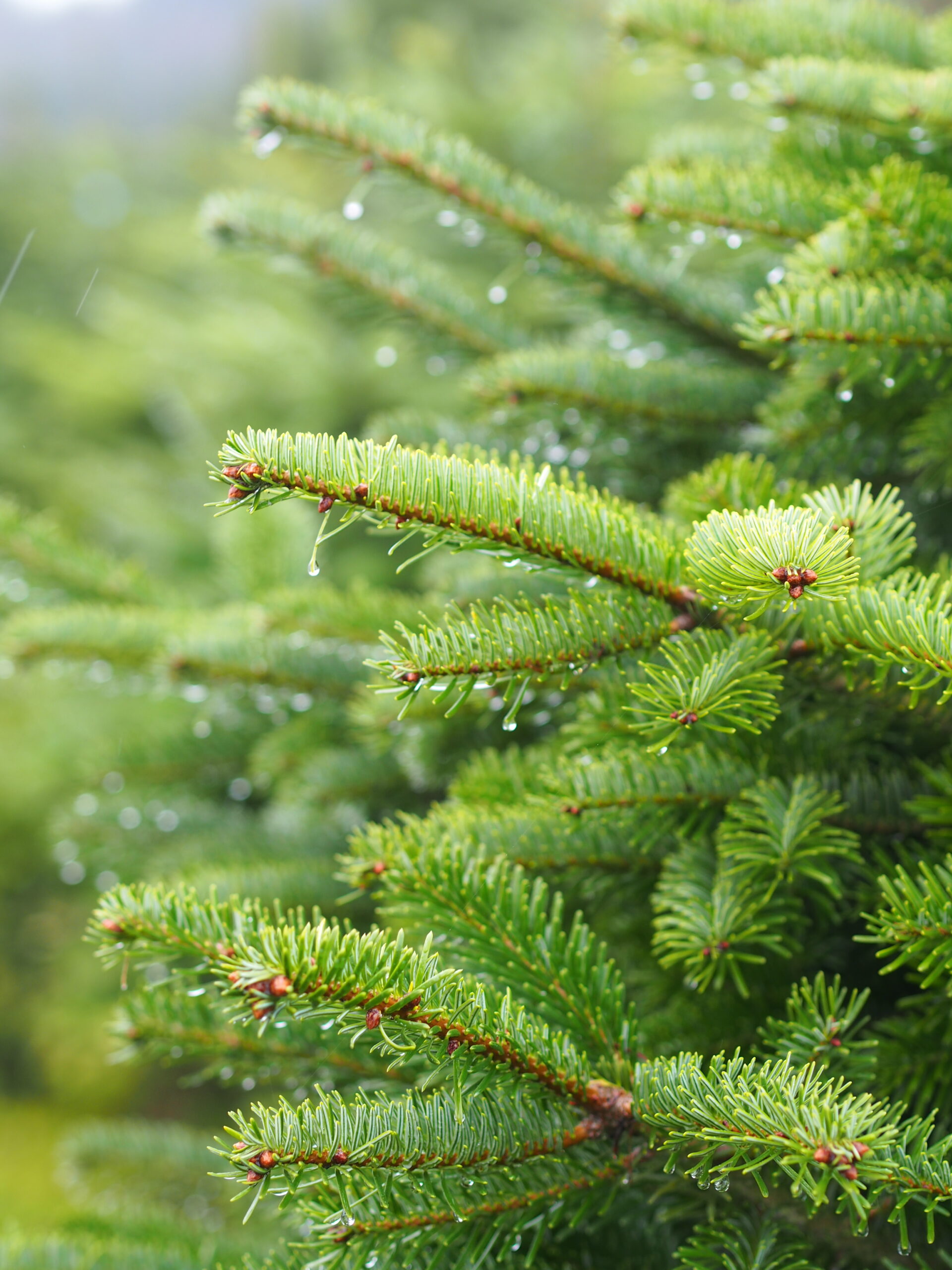 Sapin de Noël bio & belge – Image 6