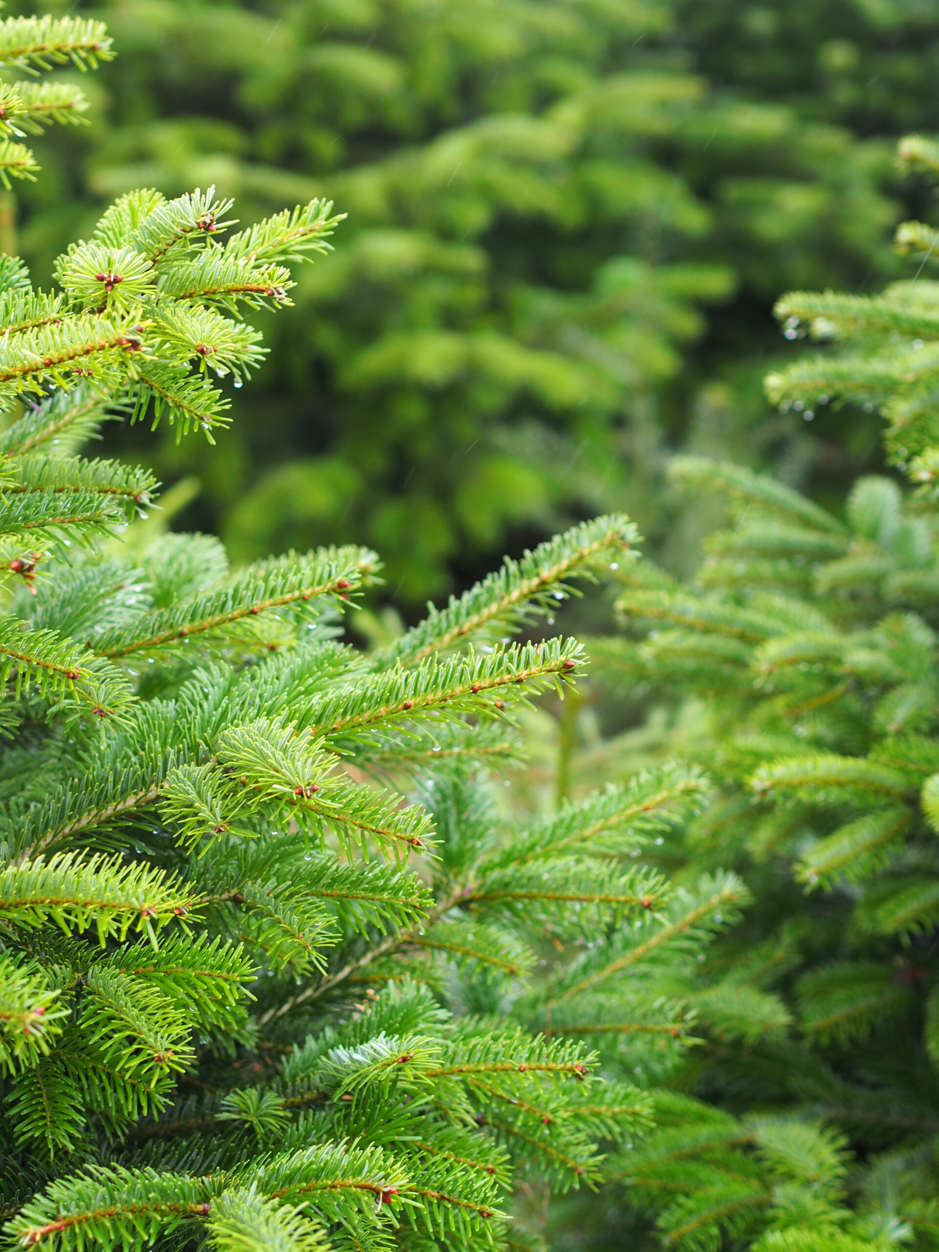 Sapin de Noël bio & belge – Image 4