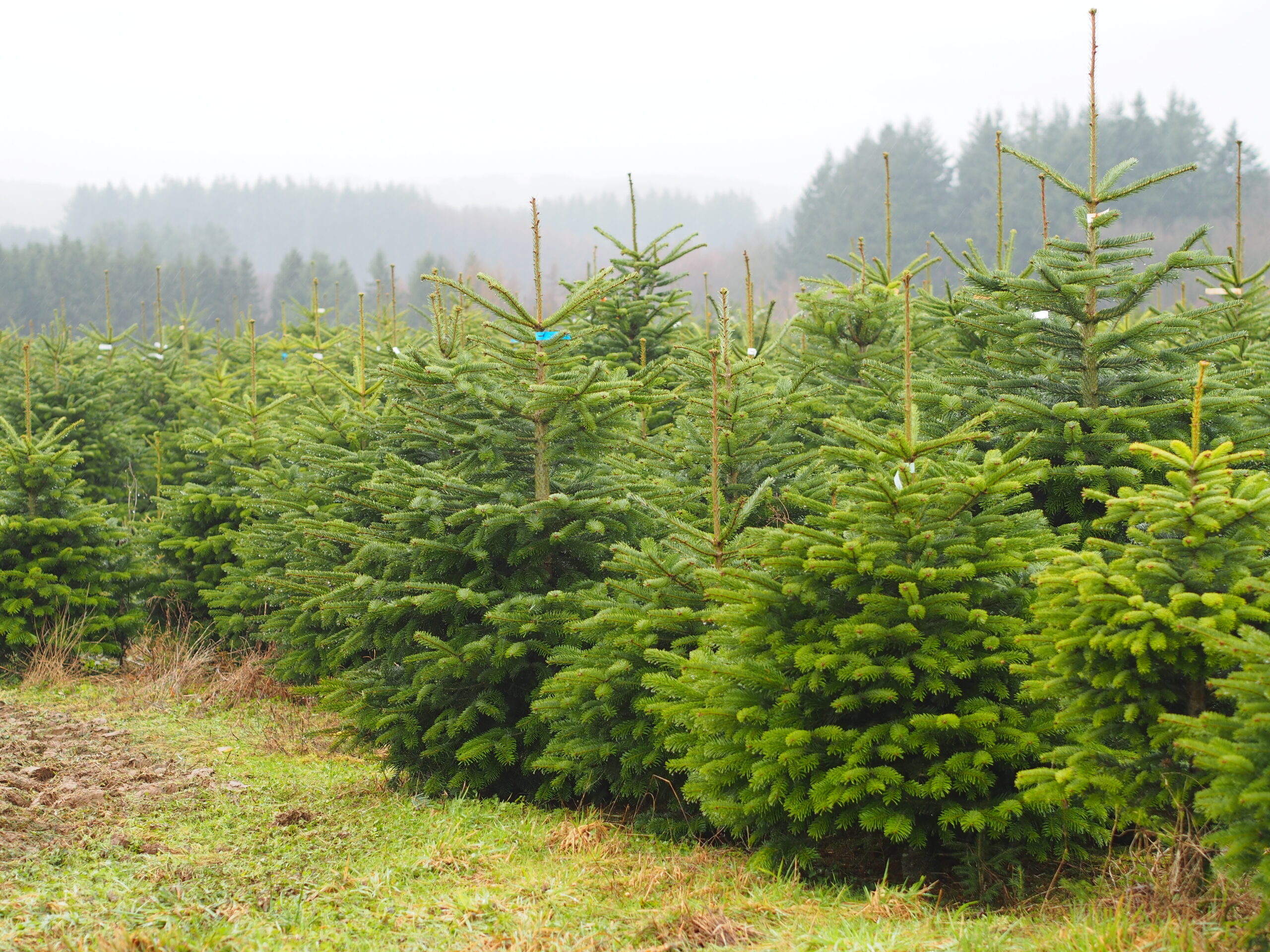 Sapin de Noël bio & belge – Image 9