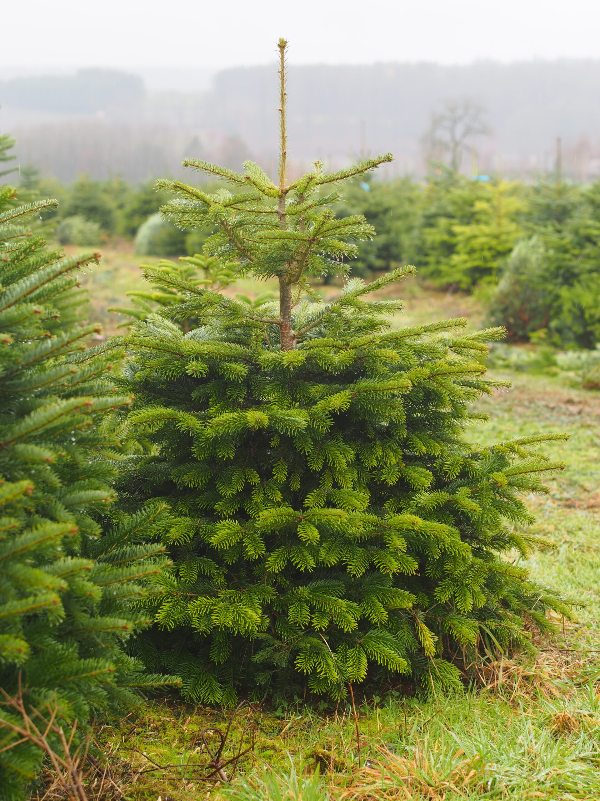 Sapin de Noël bio & belge – Image 2