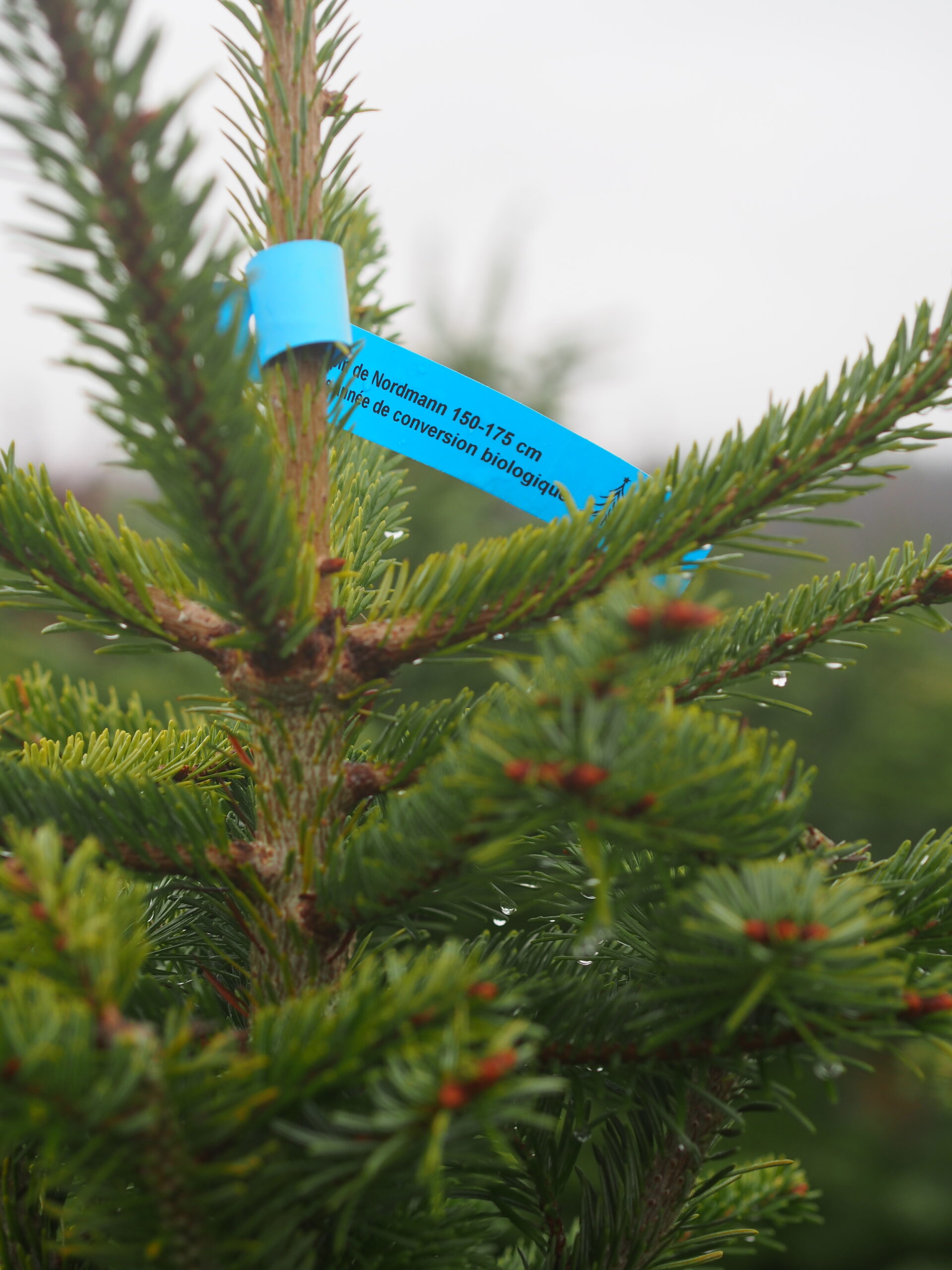 Sapin de Noël bio & belge – Image 3
