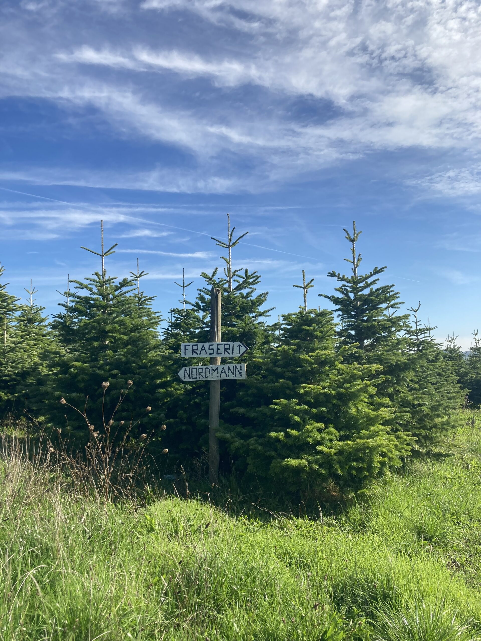 Sapin de Noël bio & belge